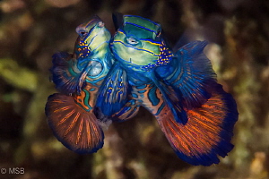 Mandarin mating with eggs. Lembeh. by Mehmet Salih Bilal 
